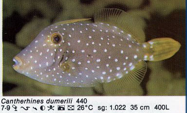 Cantherhines dumerili